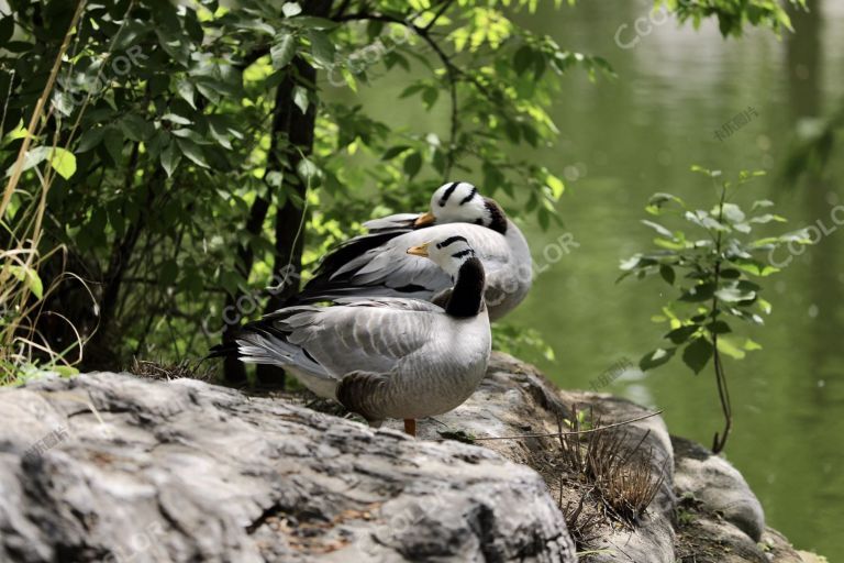 动物类：北京动物园里的斑头雁